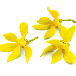 Ylang-Patchouli